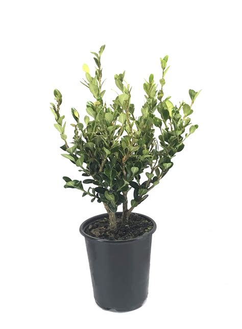 Buy Winter Gem Boxwood 6 Live Plants 4 Inch Containers Buxus