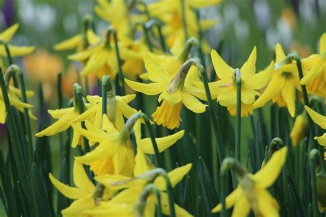 Yellow Daffodil Flowers Blooming Spring Free Photo Rawpixel