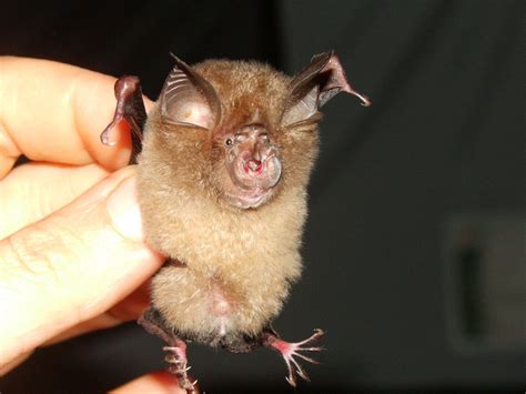 Halcyon Horseshoe Bat Bats Of Ivory Coast · Inaturalist