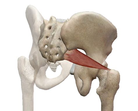 The sacrum does not go into a posterior position (no r on l or l on r). Yoga Anatomy Blog - ANATOMY STUDIES FOR YOGA TEACHERS