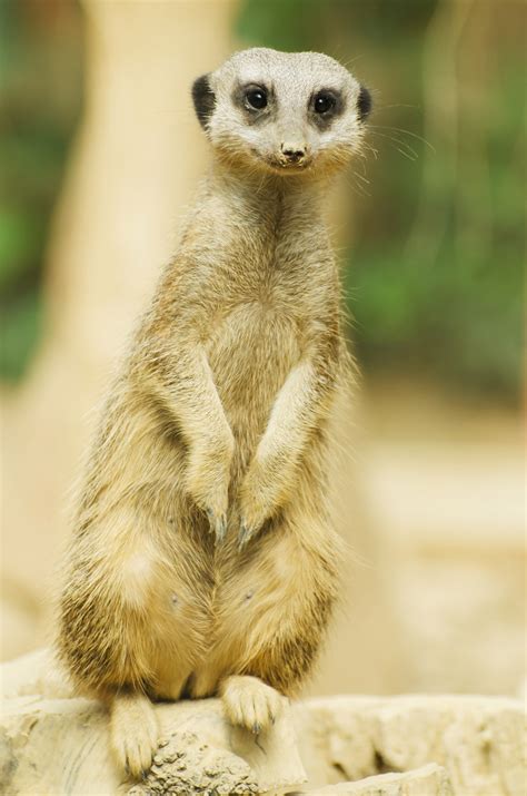 Suricate Or Meerkat Sitting Free Stock Photo Public Domain Pictures