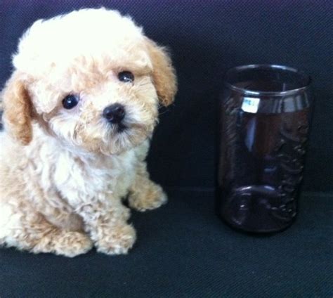 Check spelling or type a new query. Teacup Toy Poodles for sale | Puppies for Sale, Dogs for ...