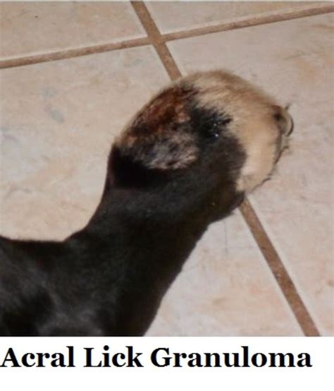 Acral Lick Granulomas In Dogs Pethelpful