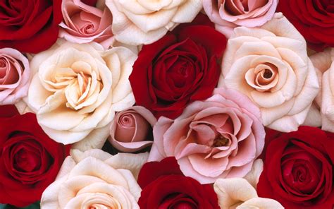 Pink And Red Roses