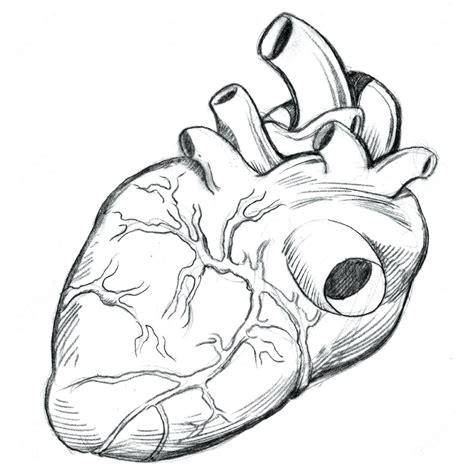 Step 4 How To Draw A Human Heart Heart Coloring Pages Human Heart Images