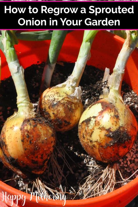Onion routing is a technique for anonymous communication over a computer network. How to Plant a Sprouted Onion - Happy Mothering