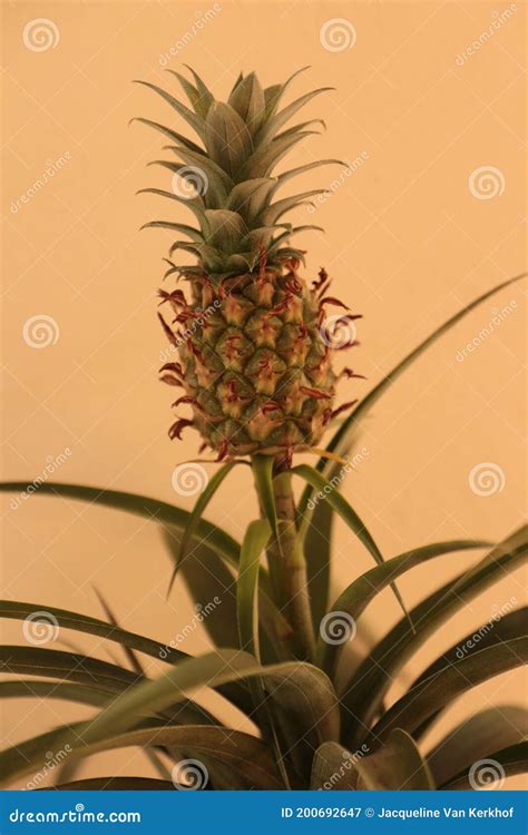 Ornamental Pineapple Stock Image Image Of Decoration 200692647