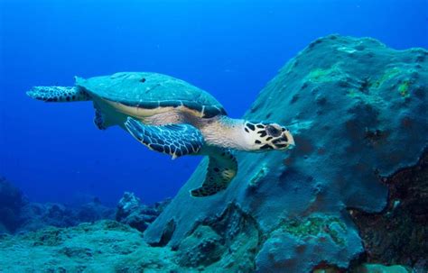 Ocean Animal Encyclopedia Oceana