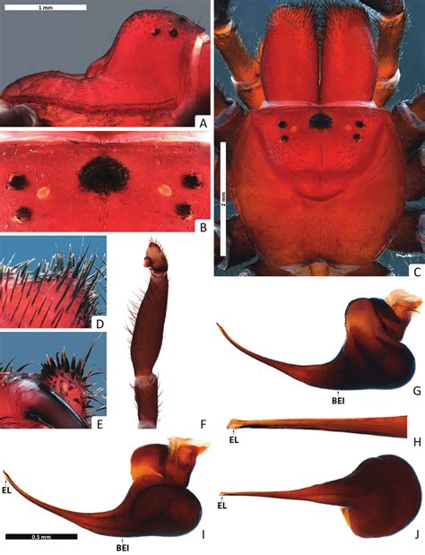 Missulena Mainae Sp N Holotype Male Wam T96782 A Carapace