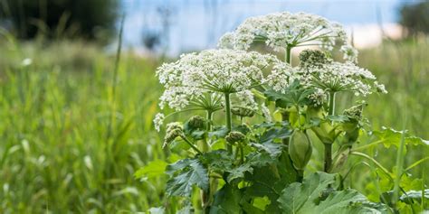 Hogweed How To Avoid Giant Hogweed Burns And Remove Plant