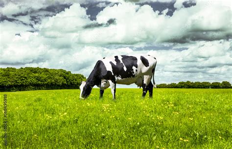 Schwarzweiße Kuh Auf Der Weide Stock Foto Adobe Stock