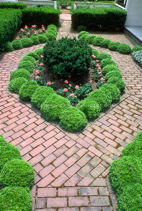 Bella anna hydrangeas, also known as anabelle hydrangeas, are small flowering shrubs that grow to a height of three to five feet. Small garden with boxwood edging in city urban garden | Plant & Flower Stock Photography ...