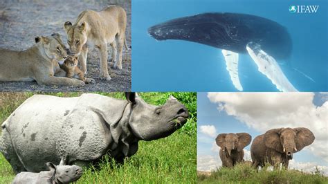 Learn How To Protect Wild Animals On World Wildlife Day