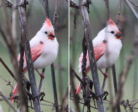 Why Are Cardinals Red ~ When Life Is Good