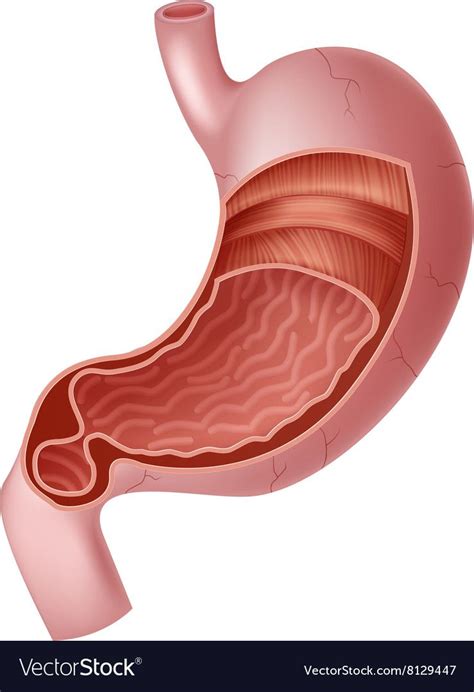 Illustration Of Human Internal Stomach Anatomy Download A Free Preview