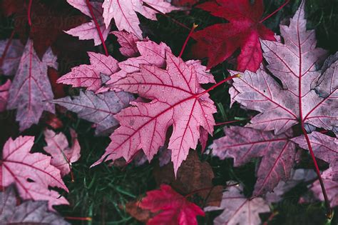 Autumn Purple Leaves By Stocksy Contributor Thais Ramos Varela