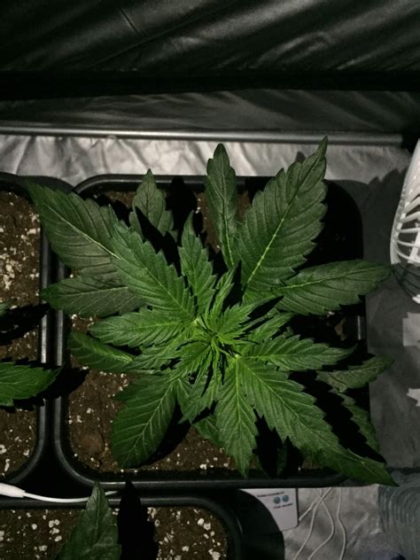 Dinafem White Widow Xxl Auto Grow Diary Journal Week4 By Yoshimitsu