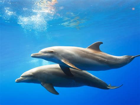 Delfines Características Origen Y Ciclo De Vida