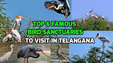 Top 6 Famous Bird Sanctuaries In Telanganatelangana Wildlifeflamingo