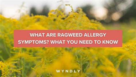 Ragweed Allergy Symptoms Causes Diagnosis And Treatment 2024 And Wyndly