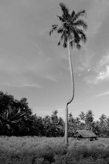 Hitam Putih Panca Pohon Kelapa