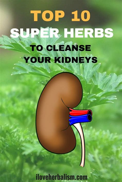 Top 10 Super Herbs To Cleanse Your Kidneys Kidney Cleanse Natural