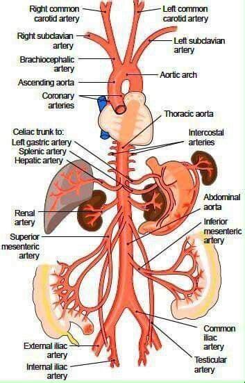 A mind map about diseases of arteries and veins. Artery map | Anatomy and physiology, Medical anatomy ...