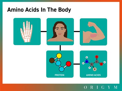 Amino Acids Benefits Structure And Food 2022