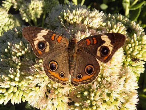 Common Buckeye Butterflies Visit A Wide Assortment Of Flowers Their