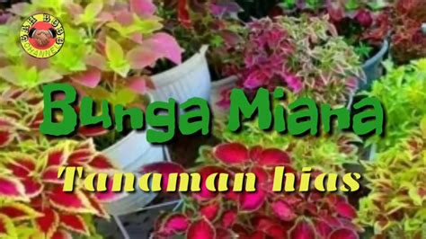 Check spelling or type a new query. Bunga Miana Tanaman hias - YouTube