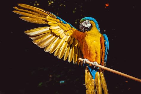 Types Of Macaws Guide Birding Insider
