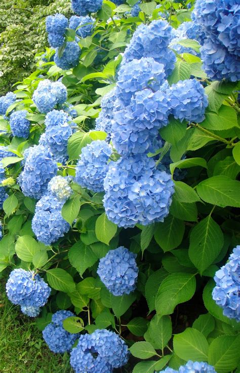 Honeygo Beasley Stunning Beautiful Blue Hydrangeas