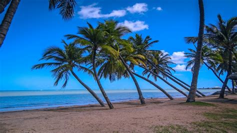 Nature Photography Landscape Beach Palm Trees Sand Sea Tropical