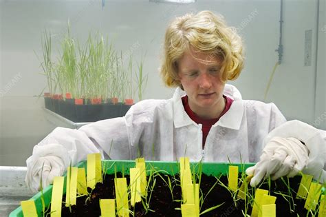 Transgenic Rice Research Stock Image C0145796 Science Photo Library