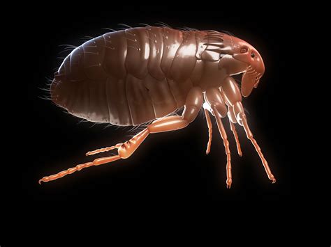 10 Fascinating Facts About Fleas