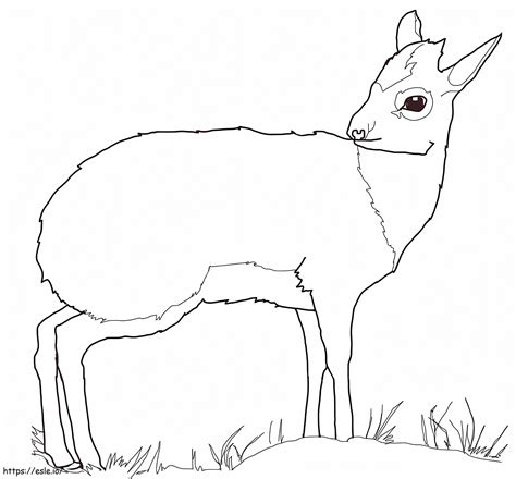 Dik Dik Antelope coloring page