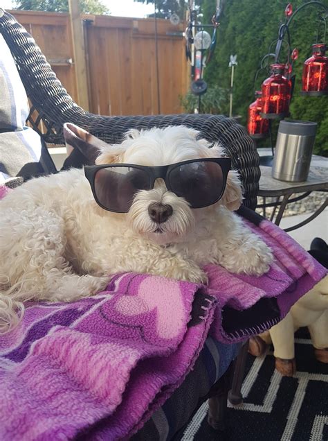Psbattle Dog Wearing Sunglasses Funny Photoshop Funny