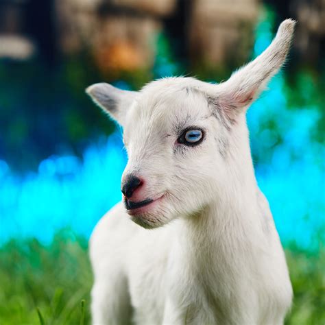 Nigerian Dwarf Goats Blue Eyes