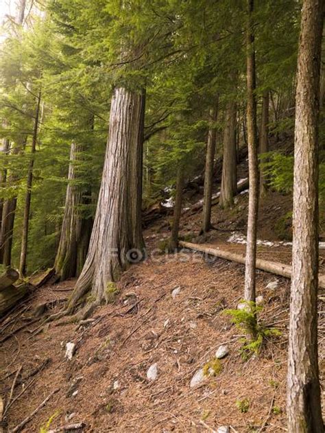 Cedar Forest Whistler British Columbia — Hiking Trails Bc Stock