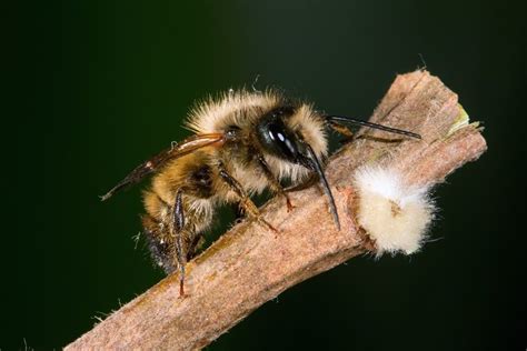 How To Attract Mason Bees In Three Simple Steps Eco Friendly Garden
