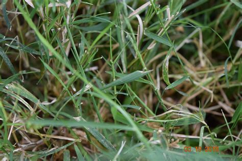 Spotlight On Weeds Common Bermudagrass Purdue Landscape Report