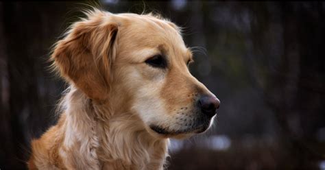 Best Dogs For Families Popsugar Australia Smart Living