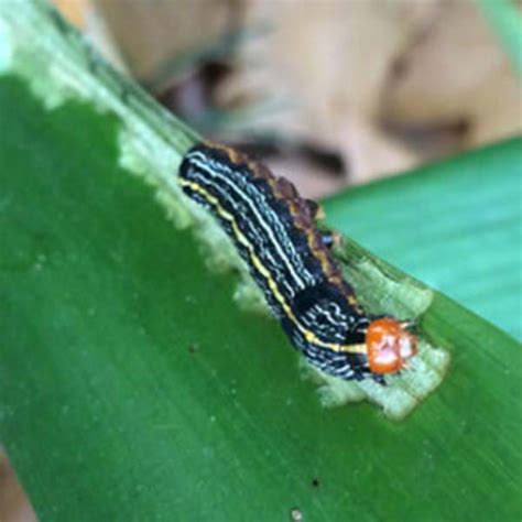 Details About Caterpillar Identification Australia Best Daotaonec