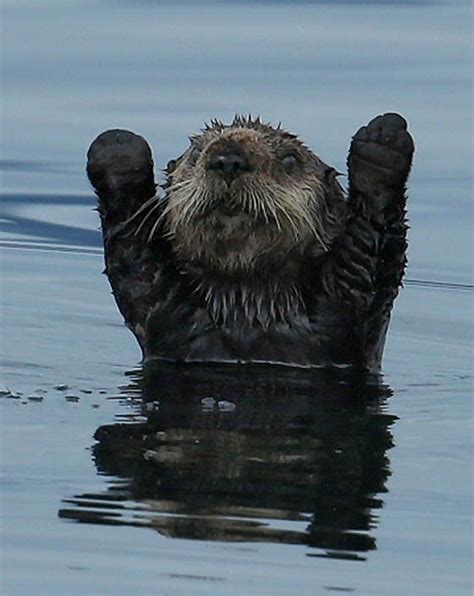 Photography Of Cute And Funny Sea Otter With Humanized Expression