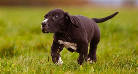 Great Dane Lab Mix Breed A Complete Guide To The Labradane Dog