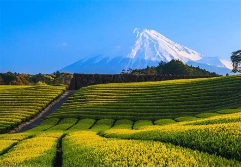 Green Tea Plantation And Mount Fuji Shizuoka Japan Lets Travel More