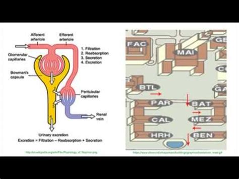 Renale clearance in anderen sprachen: Renal Clearance - YouTube
