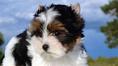 30 Small Hypoallergenic Dogs That Dont Shed Morkie Dogs Biewer Yorkie