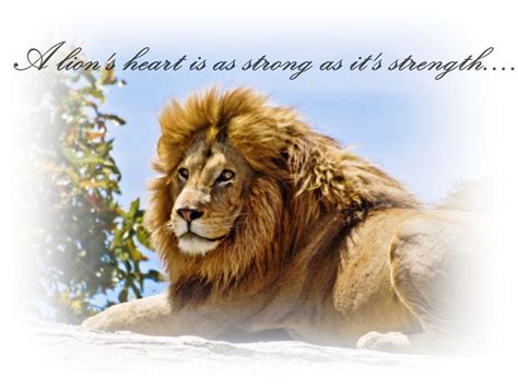 Quotes About Lion Heart 33 Quotes
