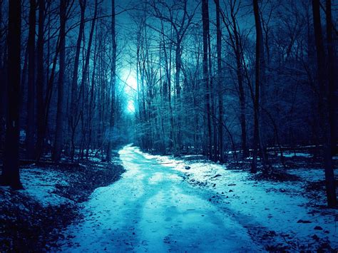 Fondos De Pantalla Noche Bosque árboles Luz Camino Nieve 2560x1600